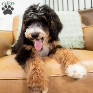 Rosie, Mini Bernedoodle Puppy